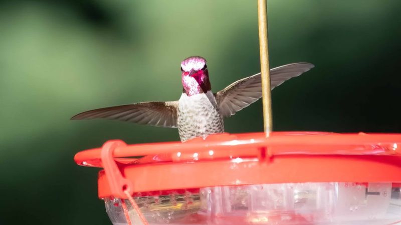 Help During Migration