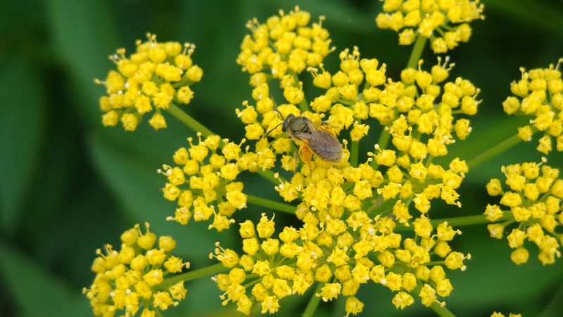 Help Early Pollinators With Golden Alexander