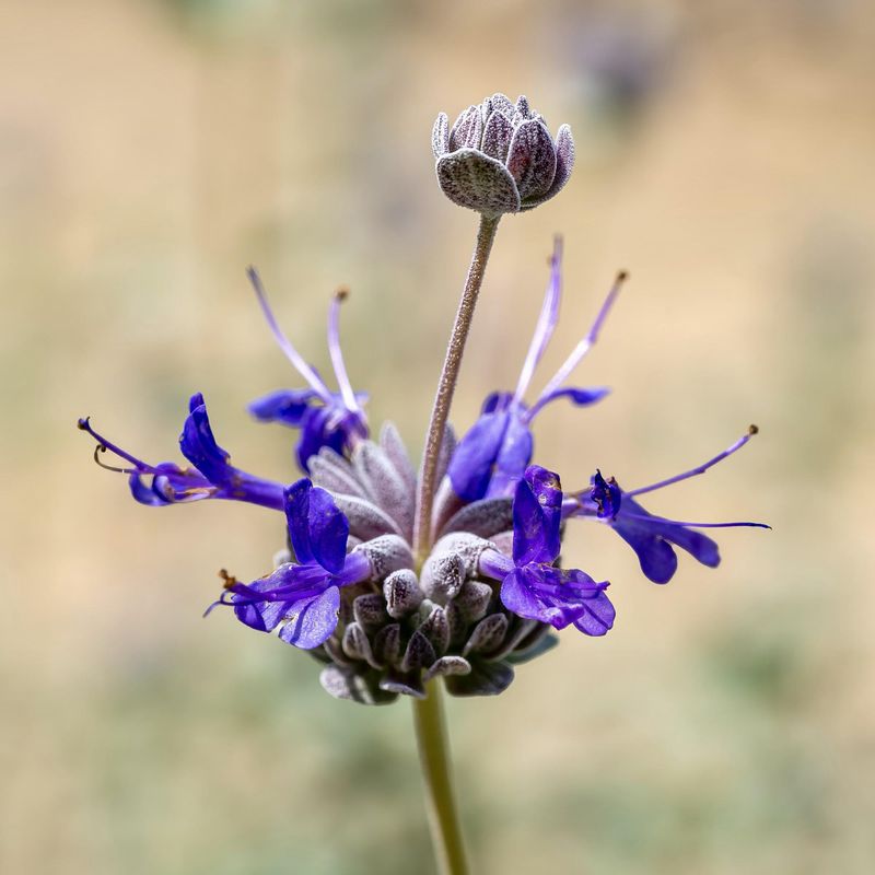 Thrive In Poor Soils