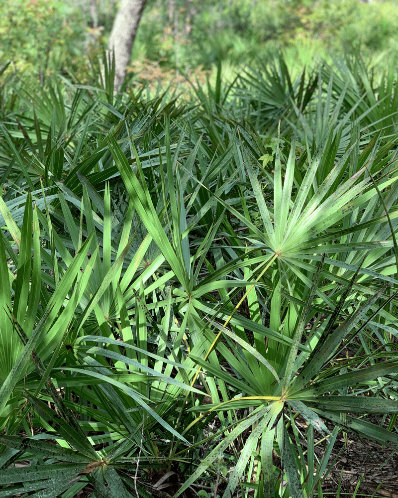 Offer Reliable Food With Saw Palmetto