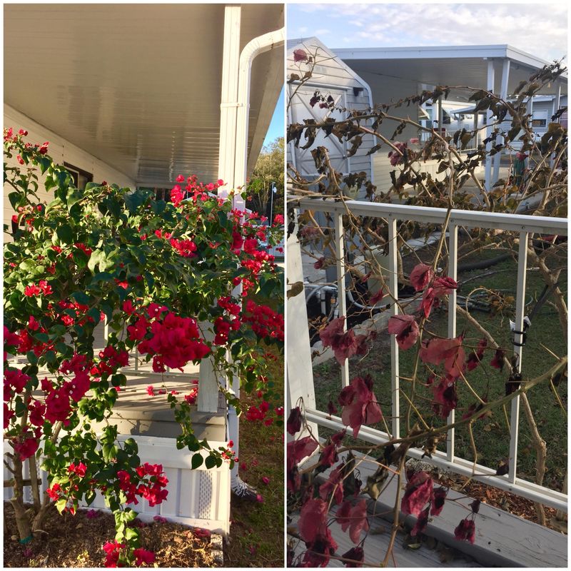 Protect Bougainvillea From Future Frost