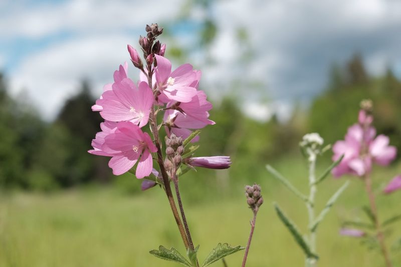 Resilient In Oregon's Climate