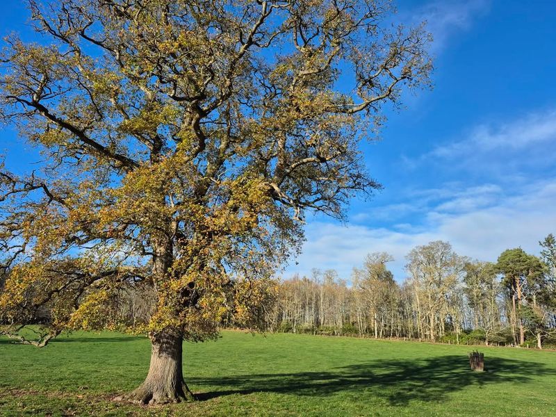 Use Oak Trees To Create Safe Nesting Areas