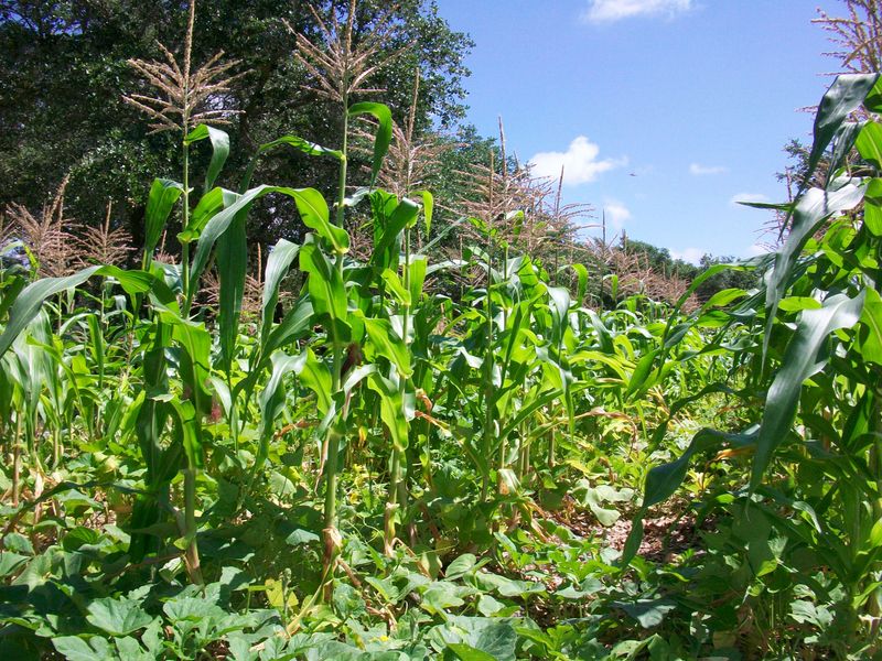 Encourages Sustainable Gardening