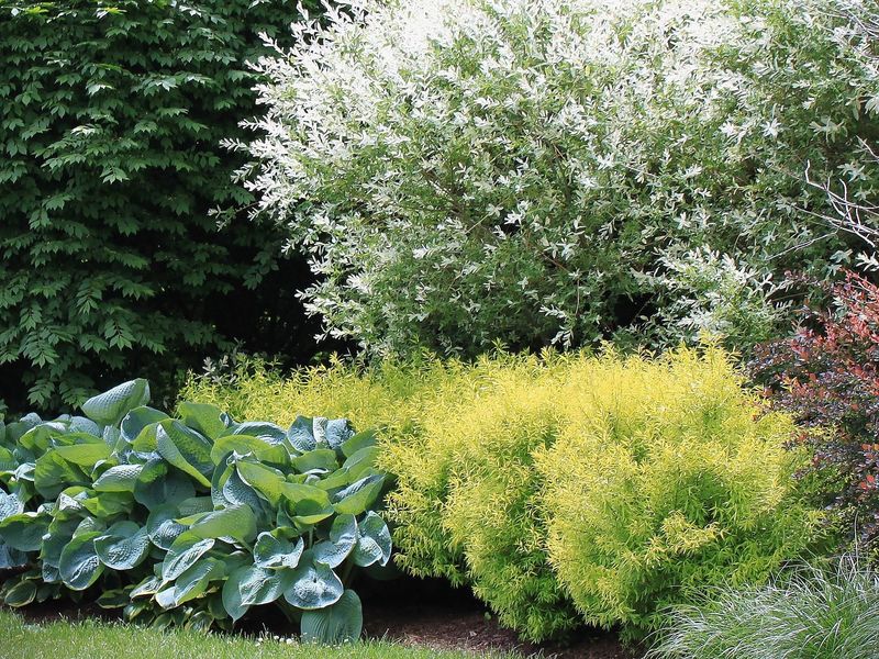 Combines Well With Other Landscape Plants