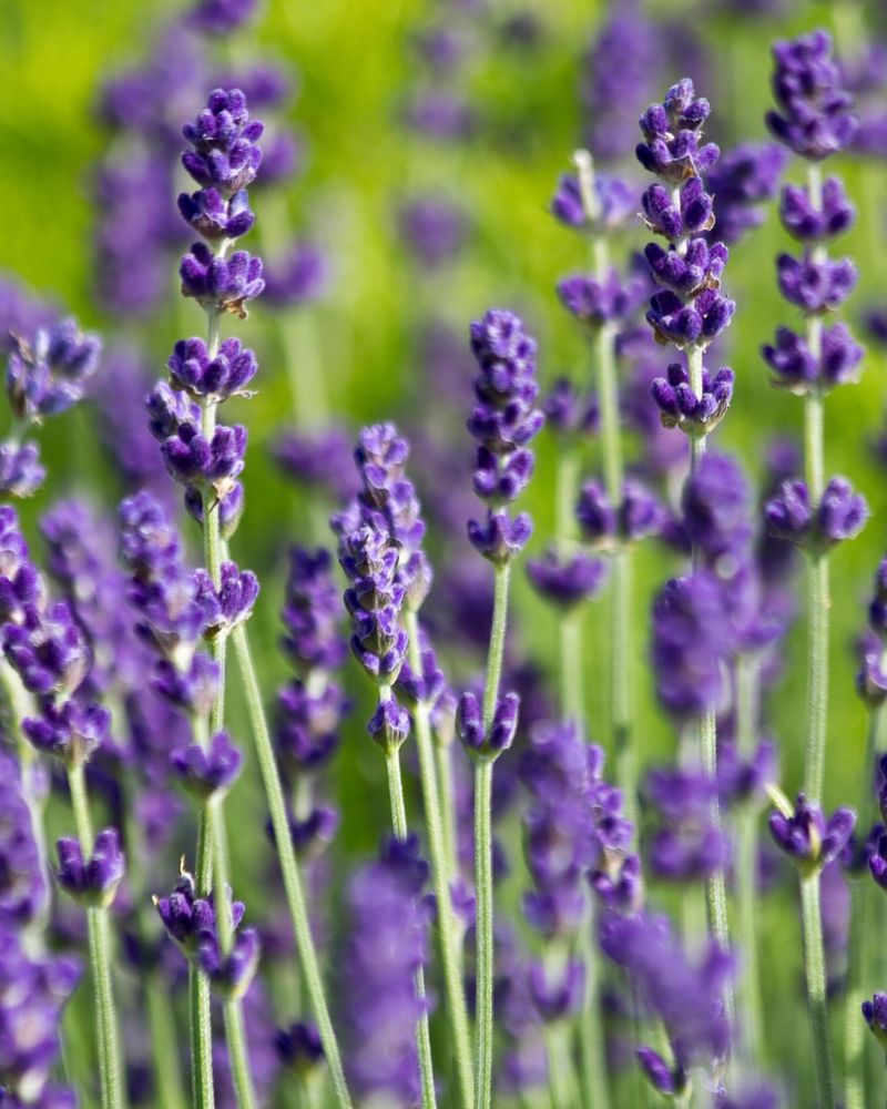 Compact Growth For Narrow Spaces