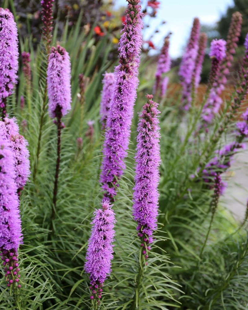 Eastern Blazing Star (Liatris Spicata)