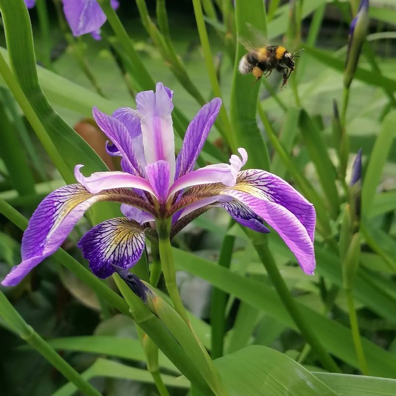 Blue Flag Iris (Iris versicolor)