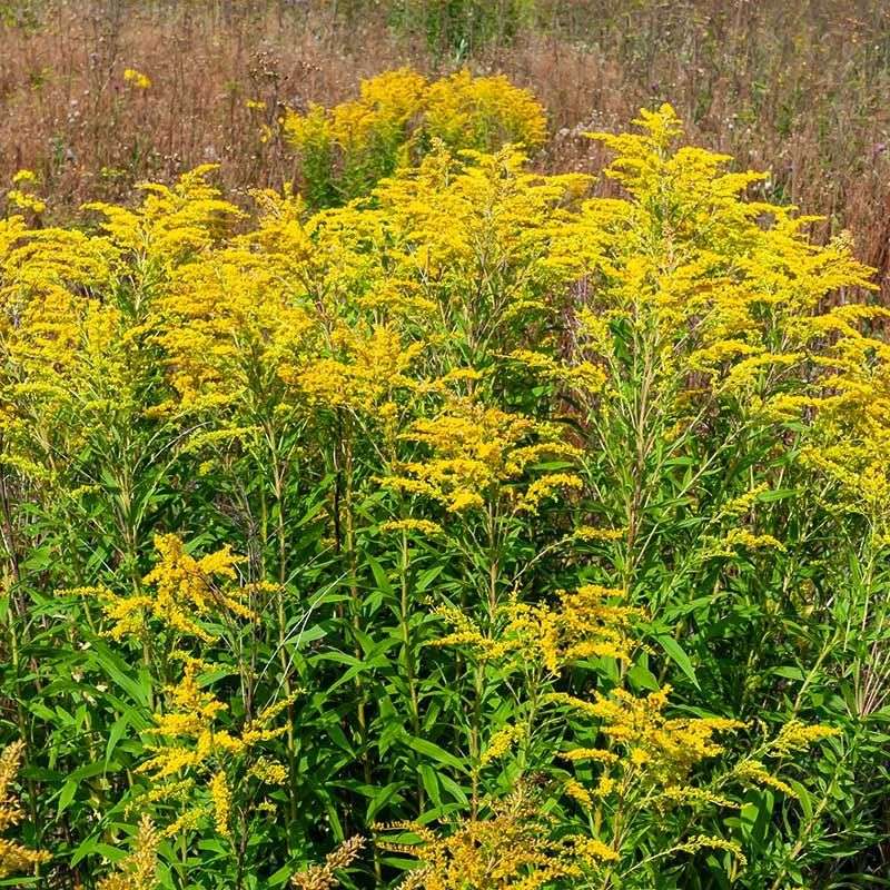 Goldenrod Expands And Produces More Blooms Over Time