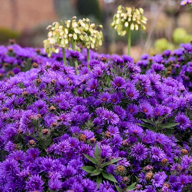 New England Aster Steals The Show When Summer Fades