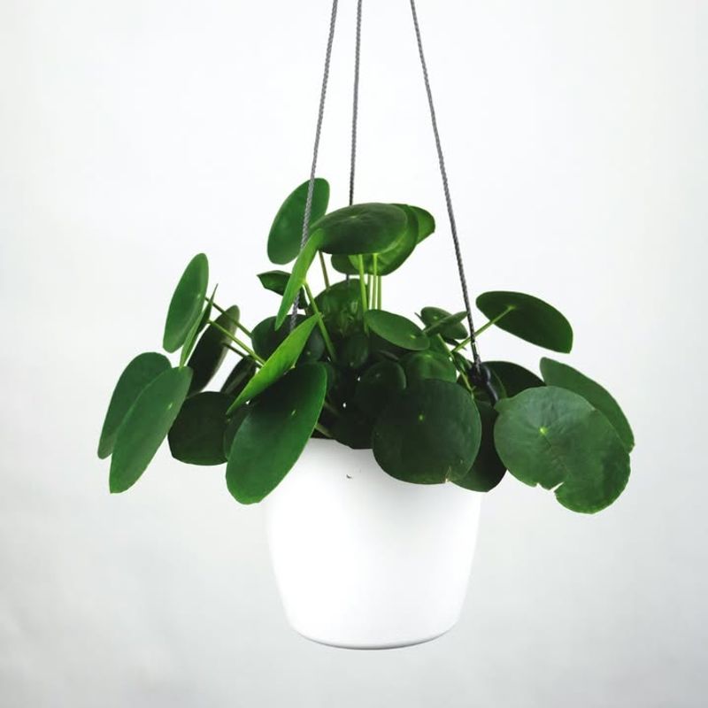 Chinese Money Plant Produces Offsets For Easy Propagation