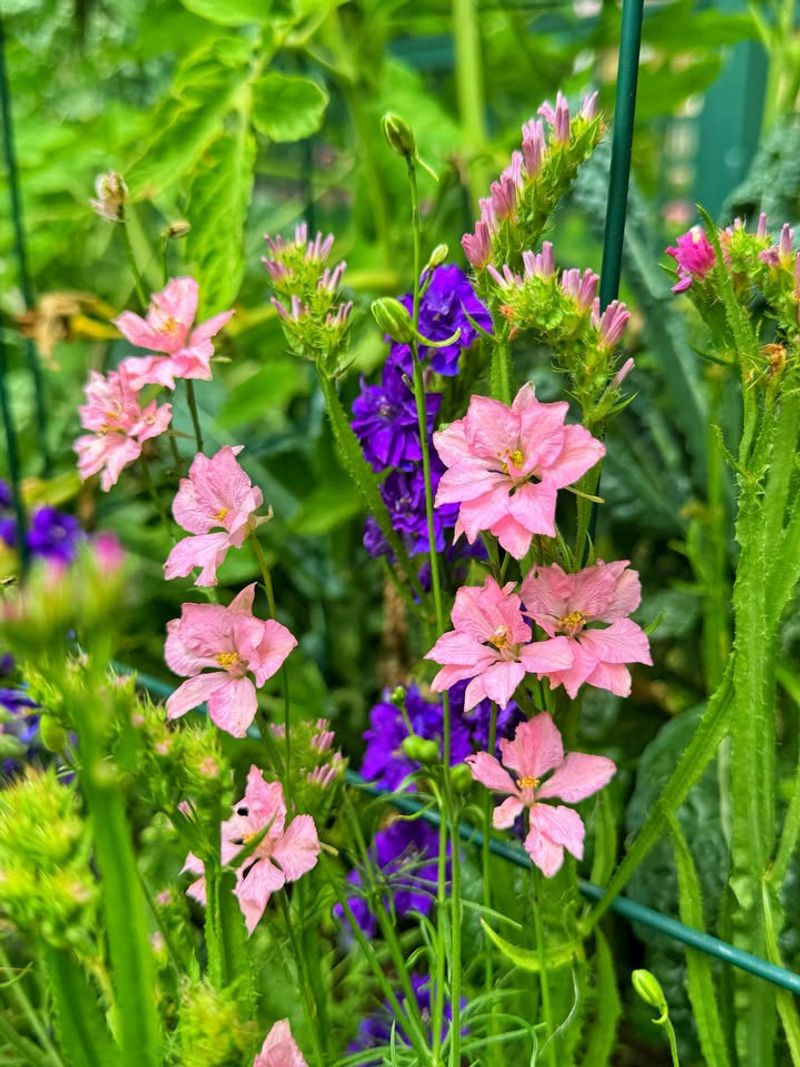 Larkspur Can Be Planted Early In The Season
