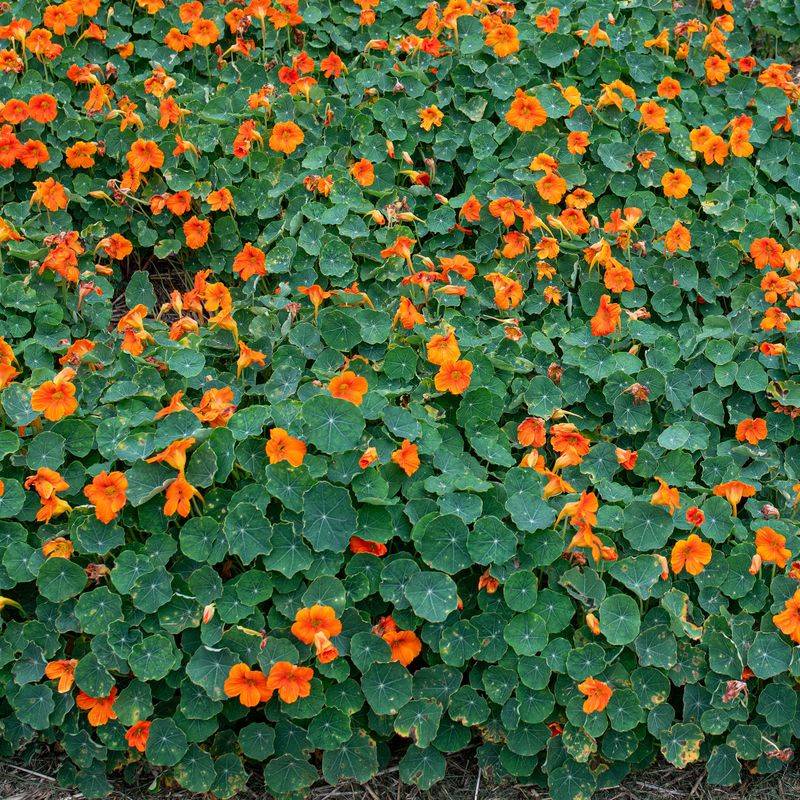 Nasturtiums Thrive In Poor Soil And Still Shine