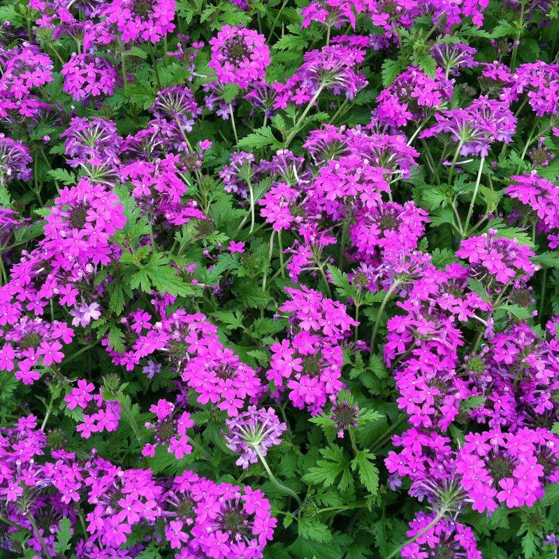 Trailing Verbena (Verbena canadensis)