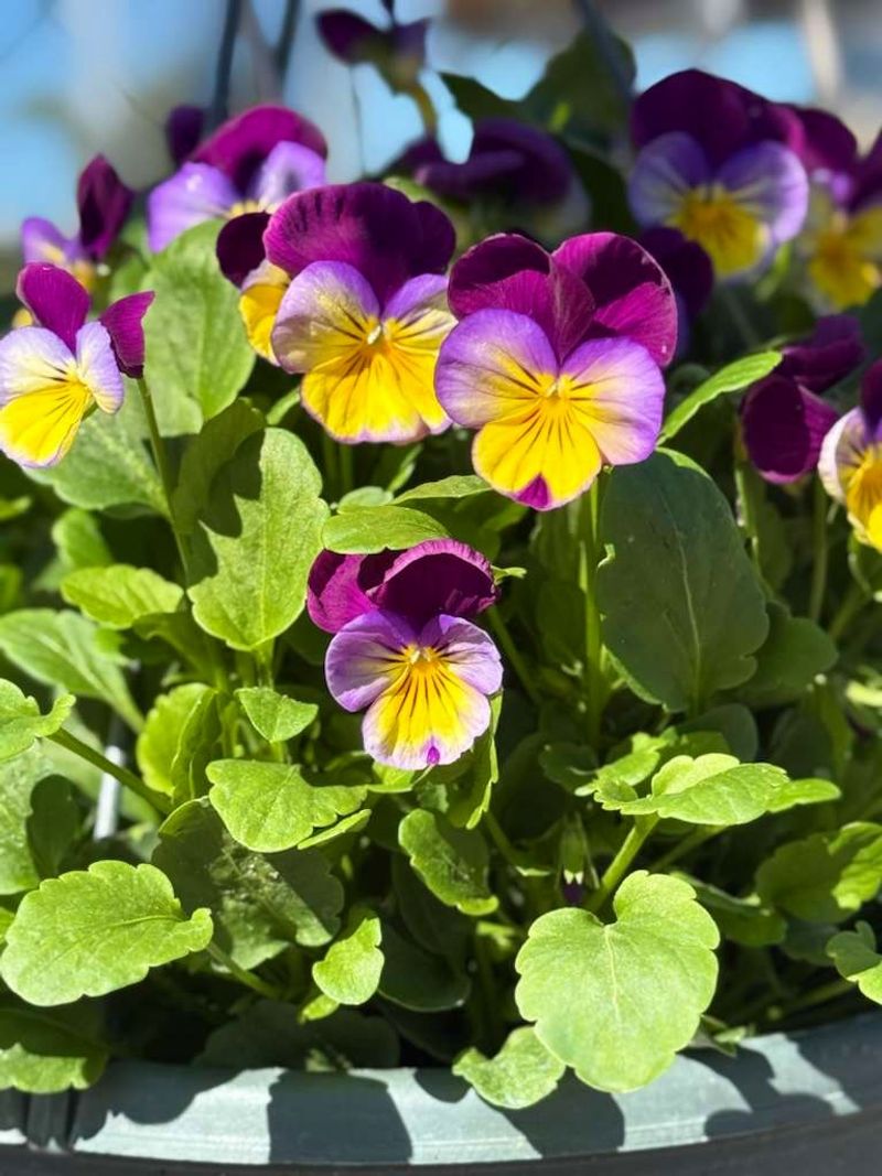 Johnny Jump-Up / Violas (Viola tricolor)