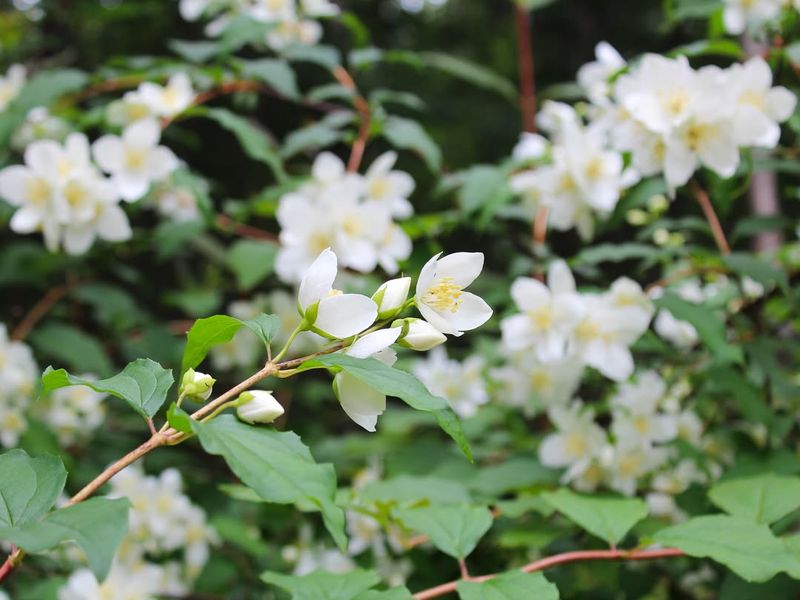 Mock Orange (Philadelphus lewisii)