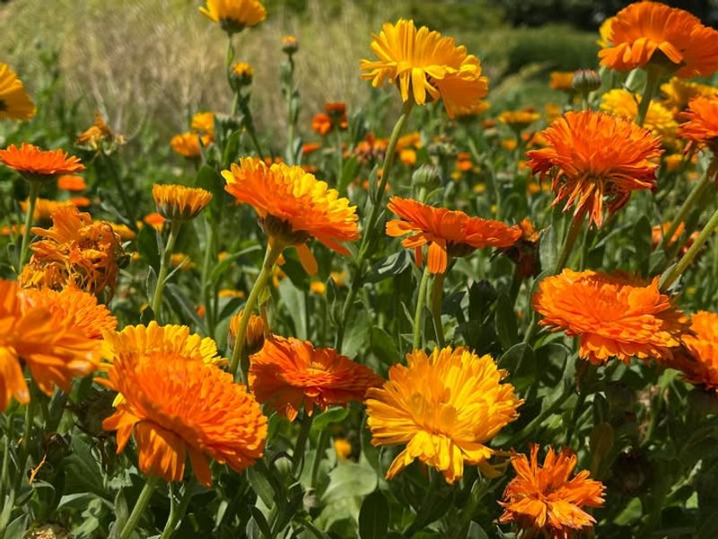 Calendula (Calendula officinalis)