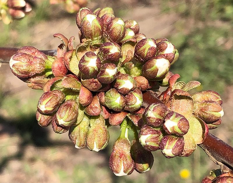 Stop Sour Cherry Pests Early