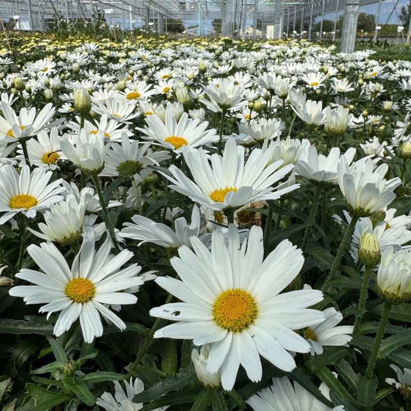 Shasta Daisies