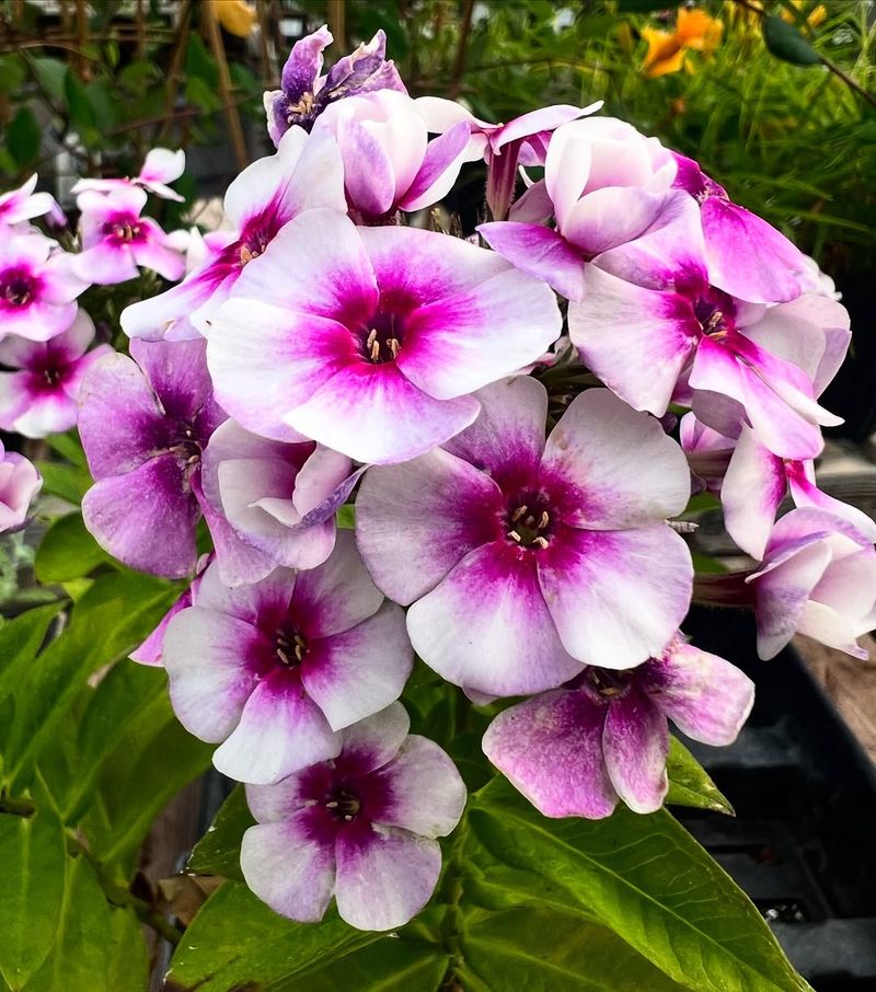 Phlox Painting Your Garden Bright