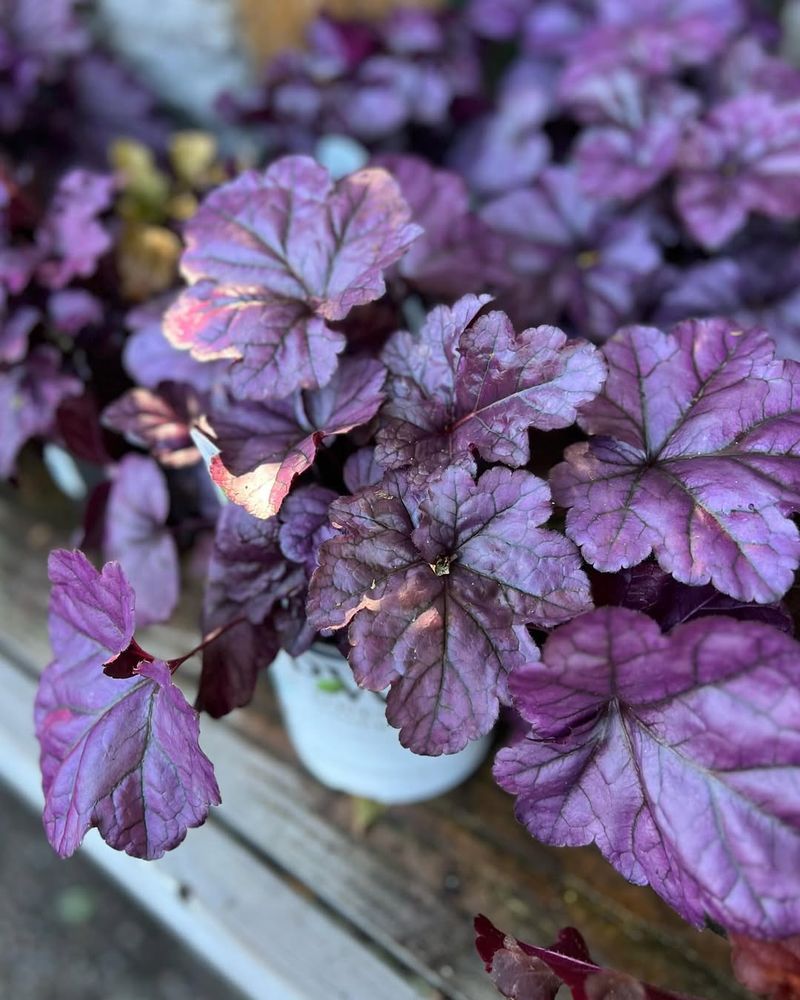 Heuchera Adds Texture Contrast To Wandering Jew Plantings