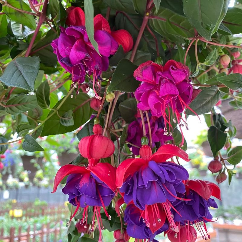 Fuchsia Thrives On Covered Patios With Morning Light
