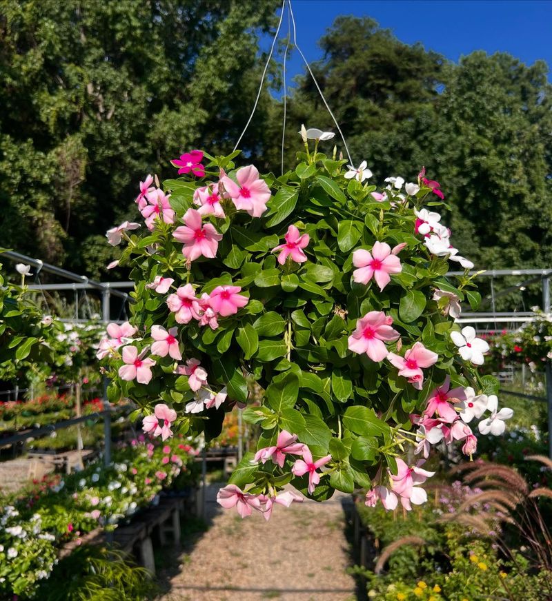 Vinca Vine Keeps Growing Through Hot Summer Months