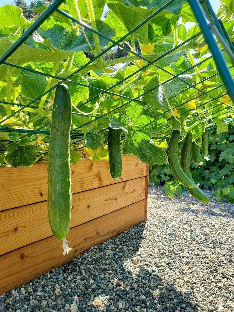 Cucumbers Prefer Warm Soil And Frost Free Conditions