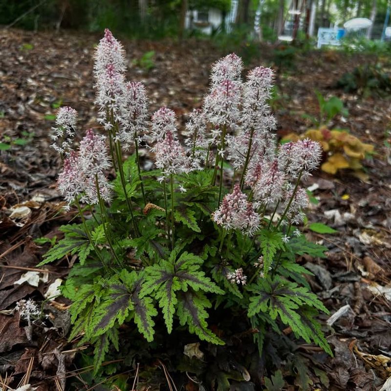 Foamflower Thrives Naturally In Georgia's Woodland Shade