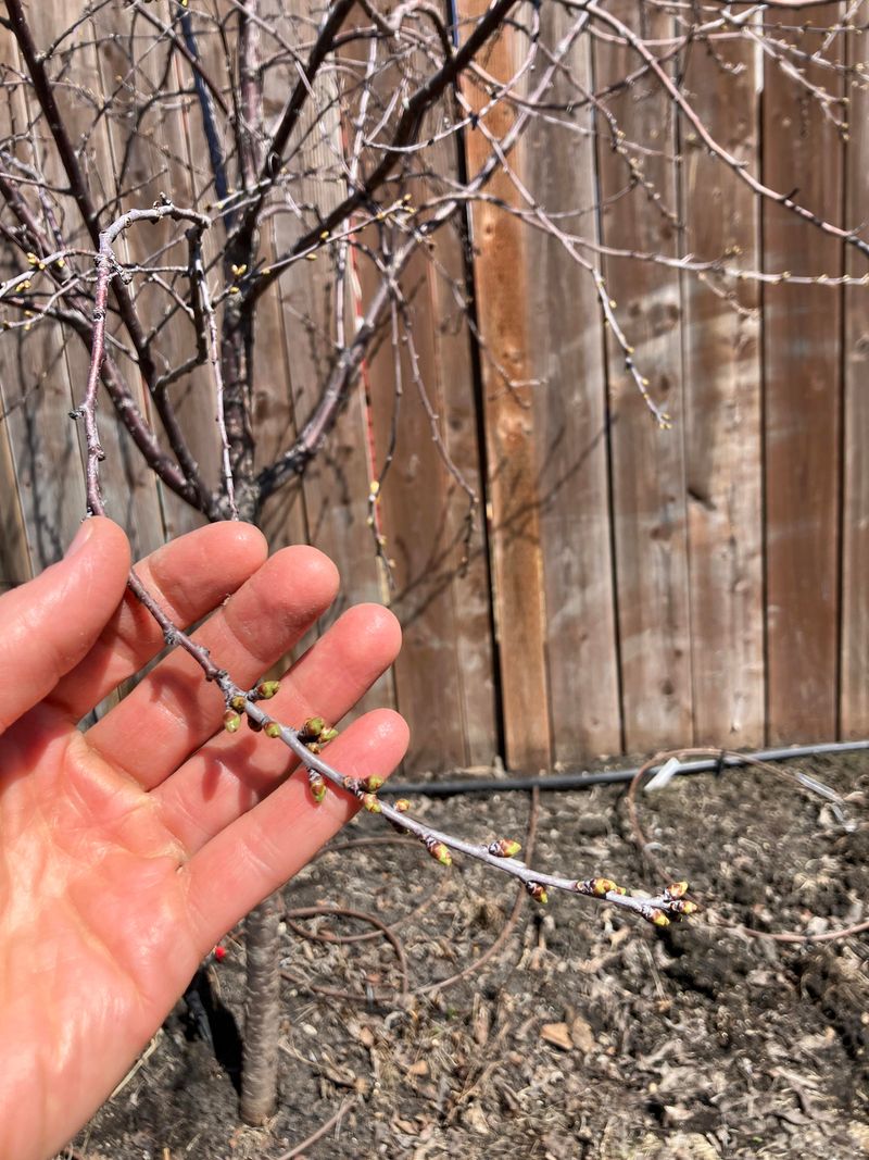 Tart cherry (Prunus cerasus)