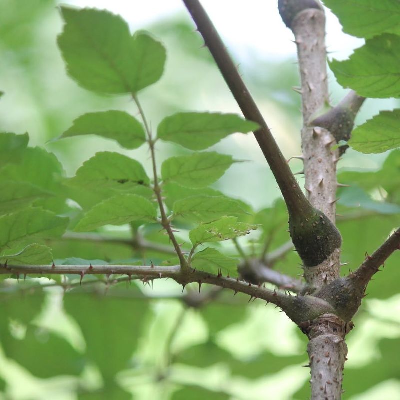 Devil's Walking Stick (Aralia Spinosa)