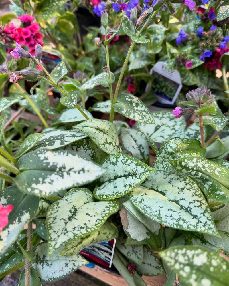 Lungwort (Pulmonaria Spp.)