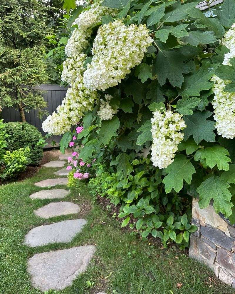 Oakleaf Hydrangea Brings Bold Texture And Long-Lasting Blooms