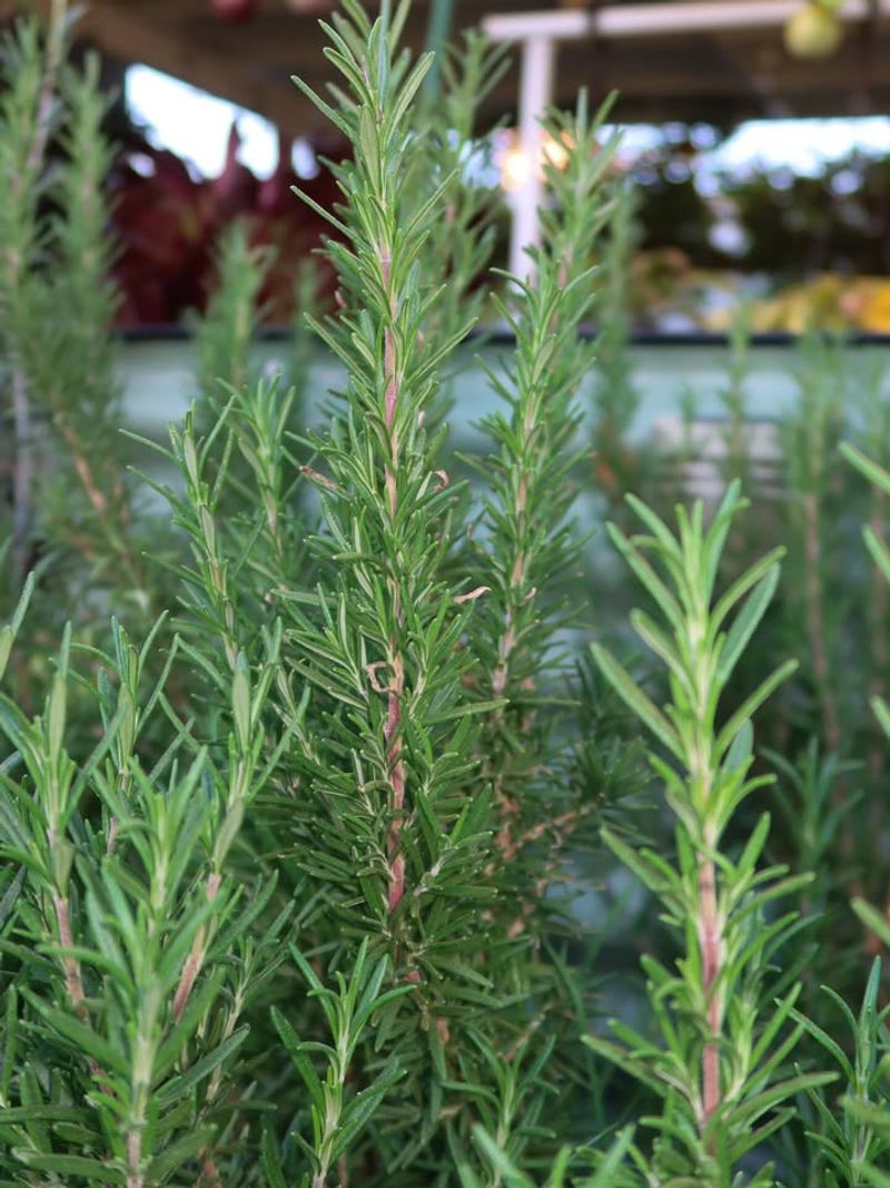 Rosemary Thrives Now For Spring Harvests