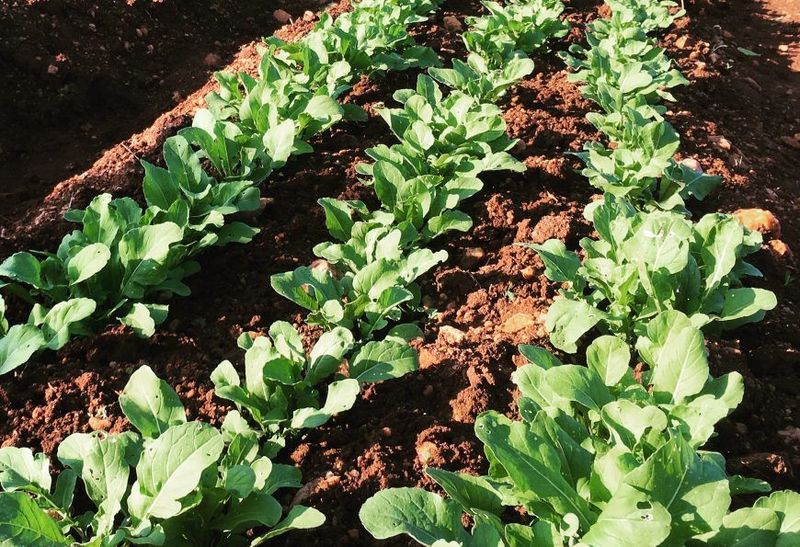 Arugula Germinates Quickly In Cool Conditions