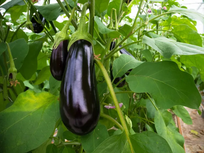 Eggplant Produces Through Summer