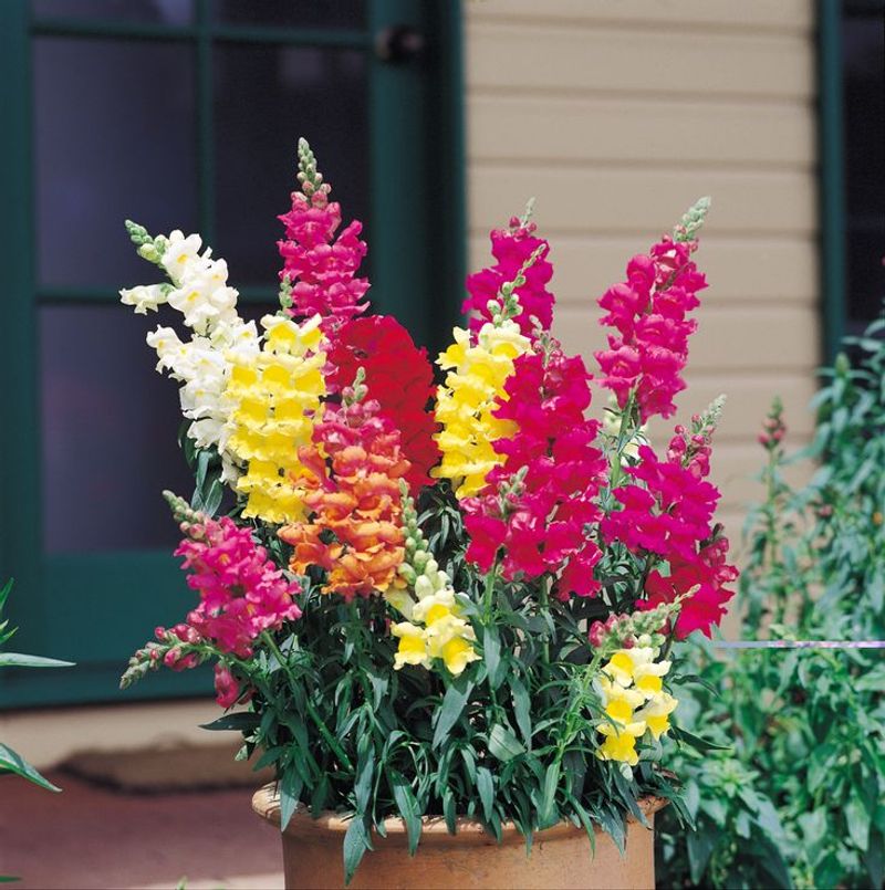 Snapdragons Bloom Early And Tolerate Light Frost