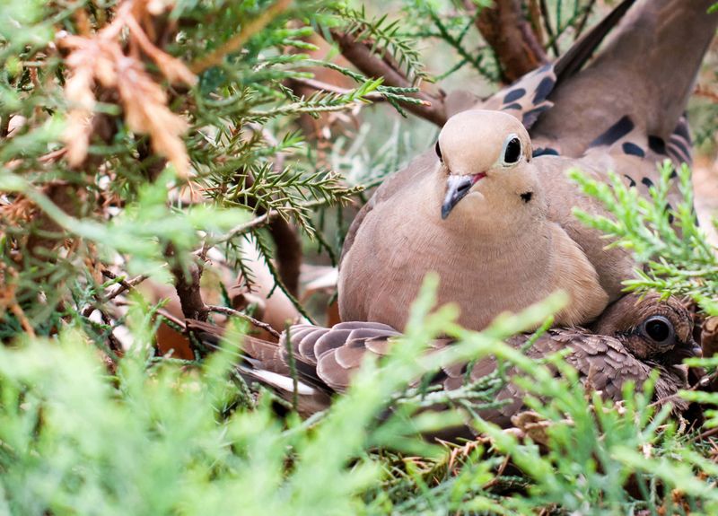 Eastern Red Cedar Provides Shelter And Nesting Material