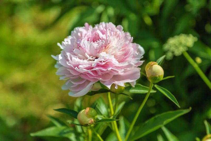Peony (Paeonia)