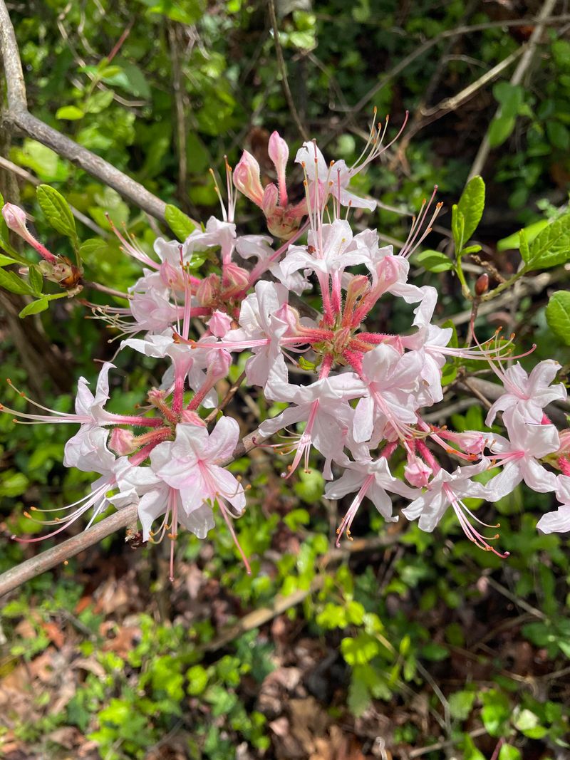Native Azaleas Stay Hardy While Waiting For Spring Warmth