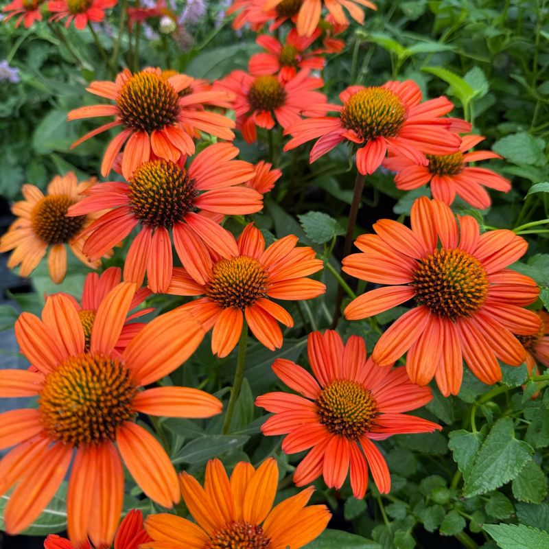 Hardy Coneflowers Grow Easily In Ohio Gardens