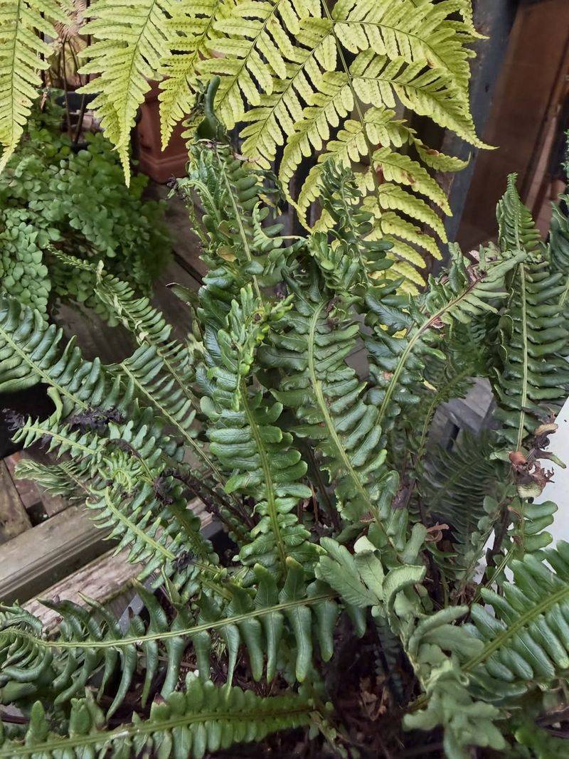 Deer Fern (Blechnum spicant)
