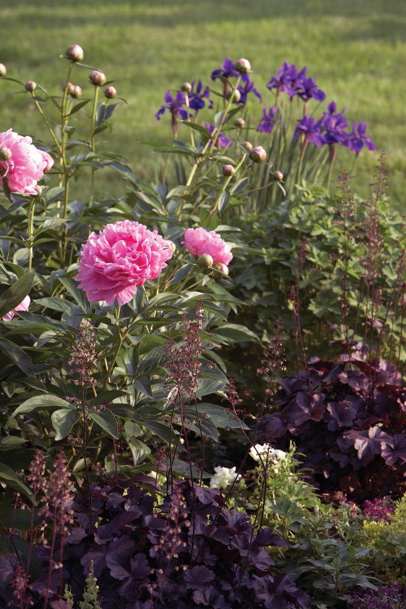 Naturally Resists Deer And Common Pests