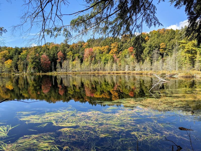 Sylvania Wilderness Area Known For Clear Lakes And Undisturbed Forest Landscapes