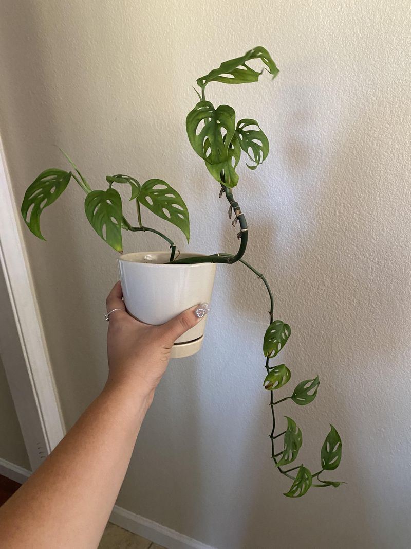 Care For Young Plants To Ensure Strong, Healthy Growth