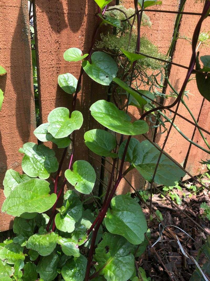 Malabar Spinach And Yardlong Beans Keep Producing In Georgia Heat