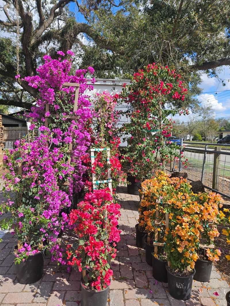 Palmer's Garden & Goods: Classic Valentine Flowers, Reimagined