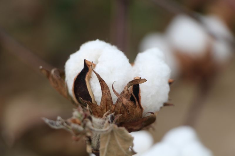 Cotton Plants