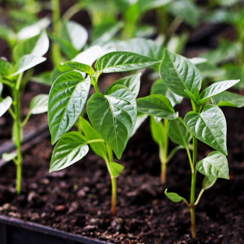 Kickstart Seeds Indoors