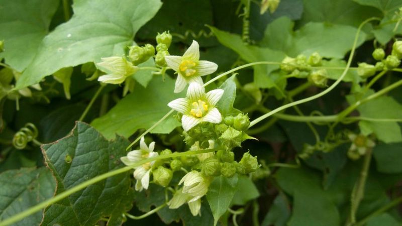 White Bryony (Bryonia alba)